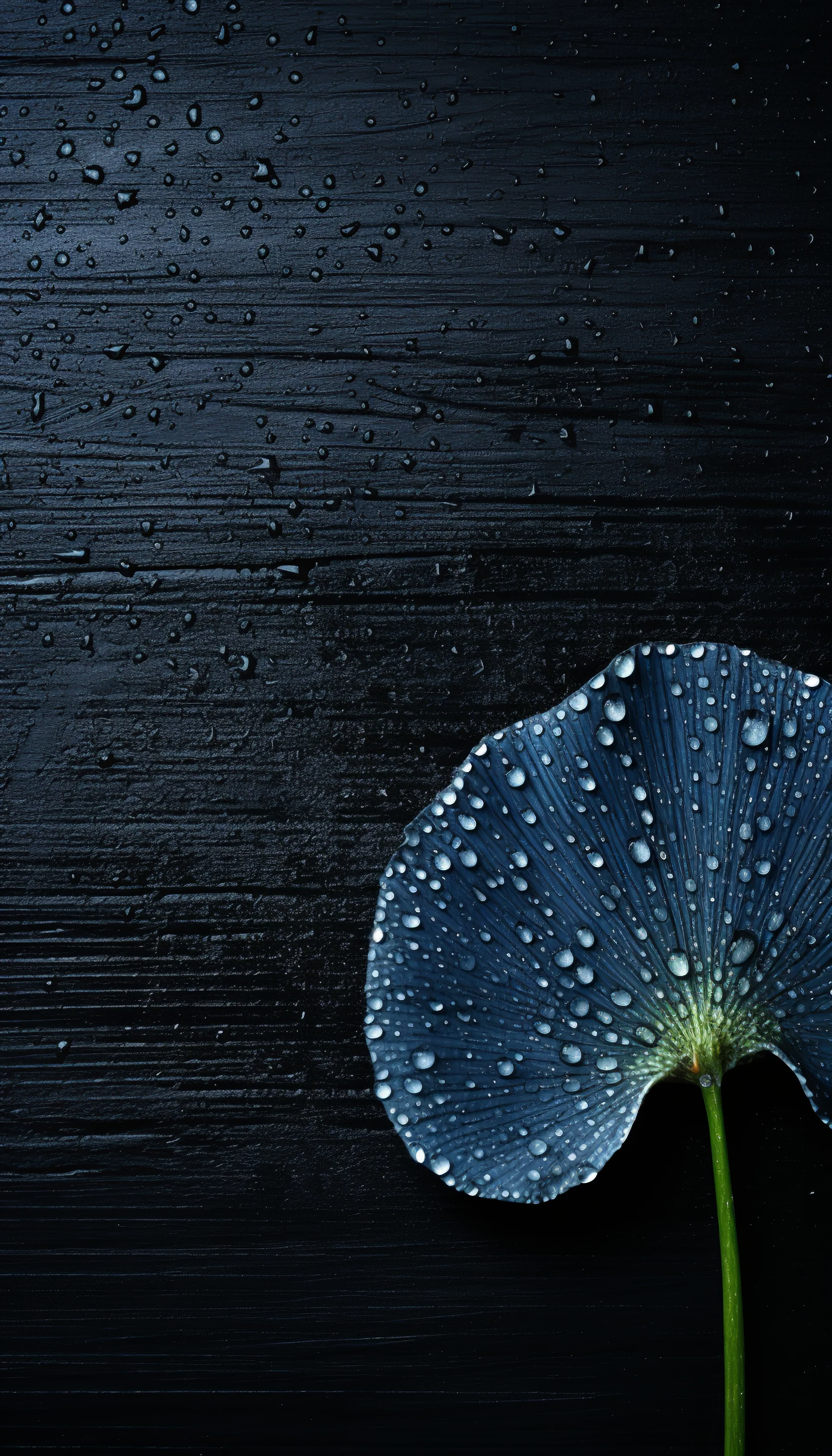 4k Colorful Leaf Amoled Wallpaper Mobile Created With Generative Ai. Nature wallpaper. 3328×5824px. Free download for pers…