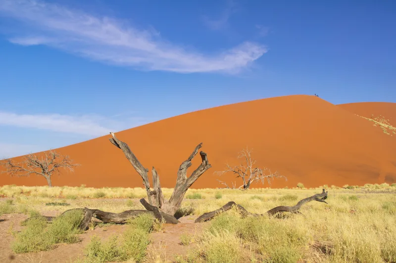 African Landscape Beautiful Sunset Dunes Trees Nature Namib Desert Sossusvlei Namibia