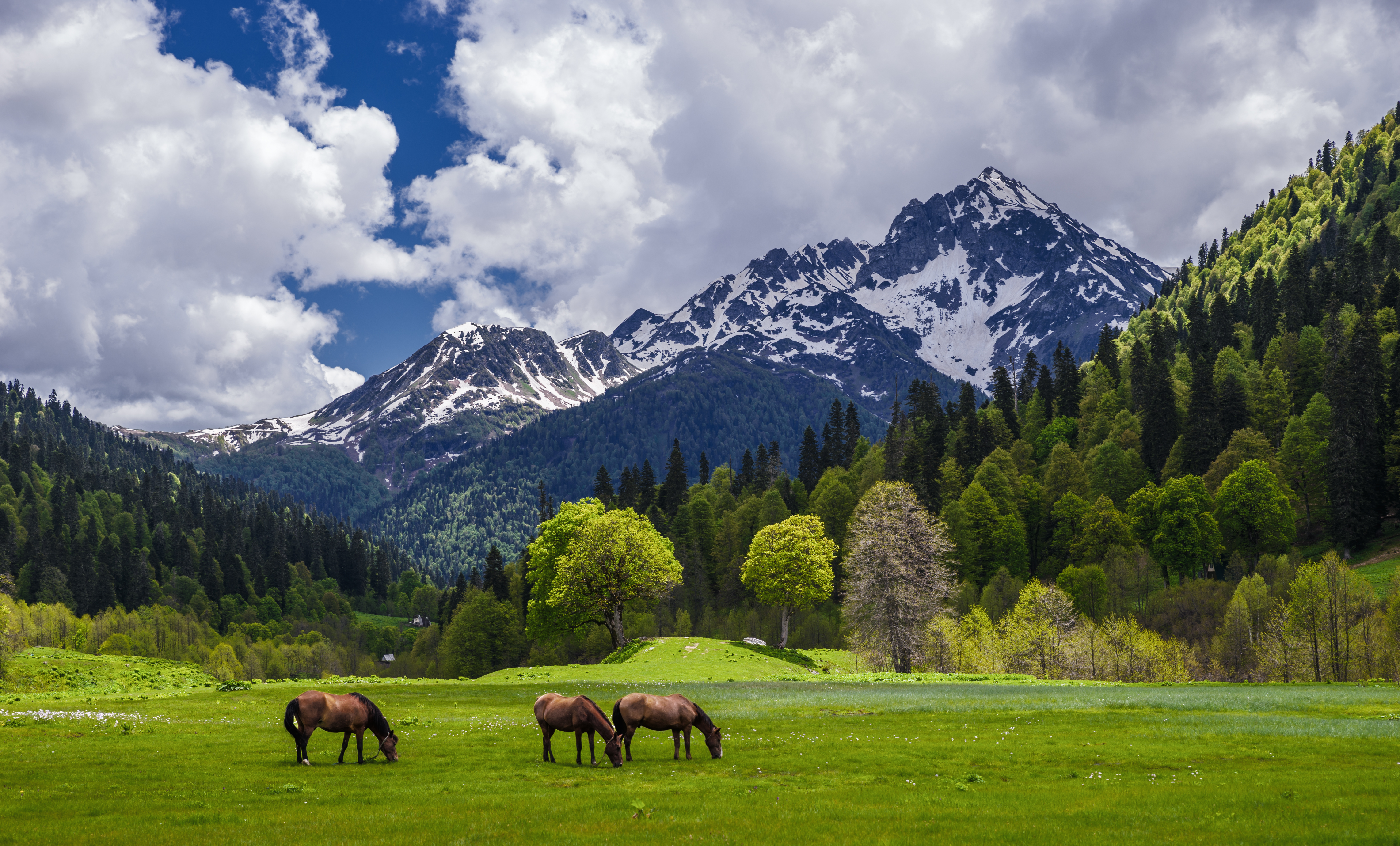 Along Meadows Abkhazia Herd Horses Is Walking Beautiful View High Mountains Glaciers Greenery