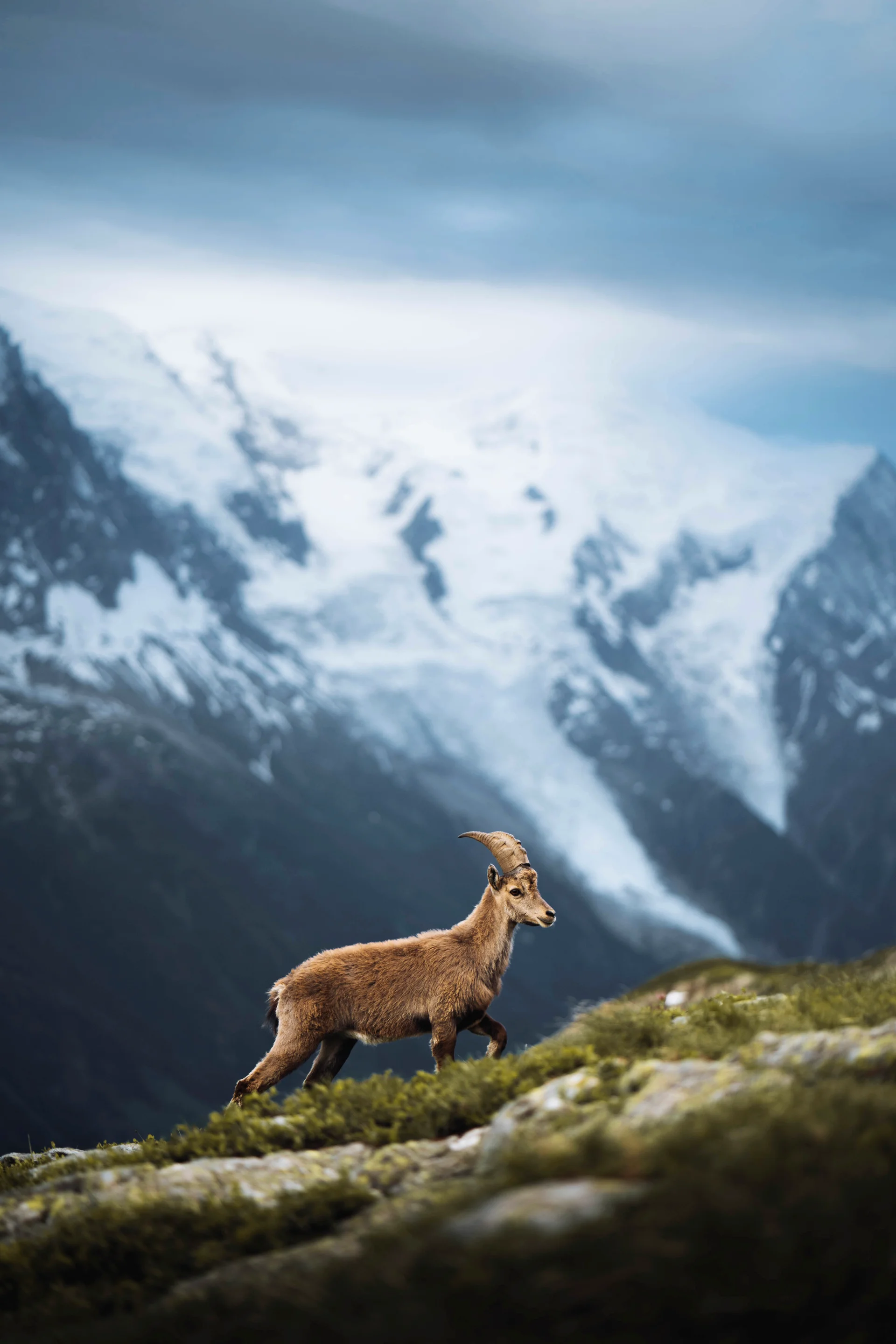 Alpine Ibex French Alps. Uncategorized wallpaper. 4000×6000px. Free download for personal use.