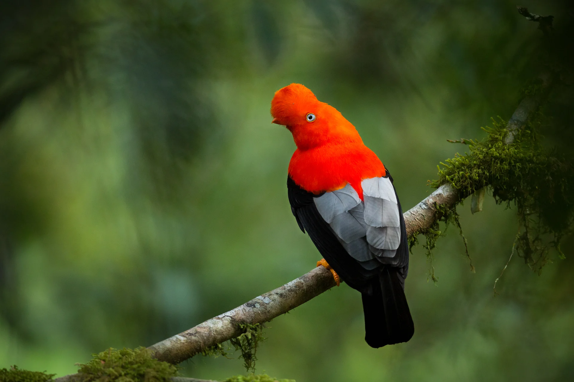 Andean Cockoftherock Beautiful Nature Habitat Peru Wildlife. Animals wallpaper. 4557×3038px. Free download for personal use.