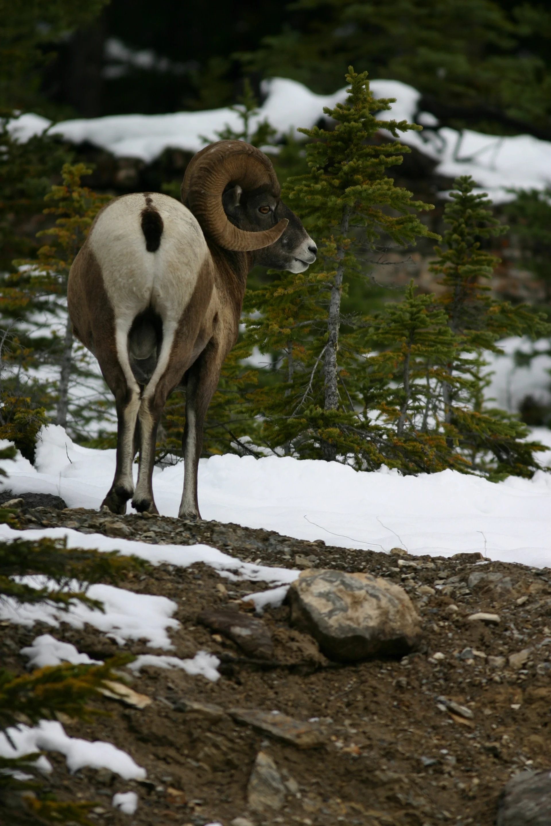 Argali Mountain Sheep Jasper National Park Canada. Nature wallpaper. 2048×3072px. Free download for personal use.