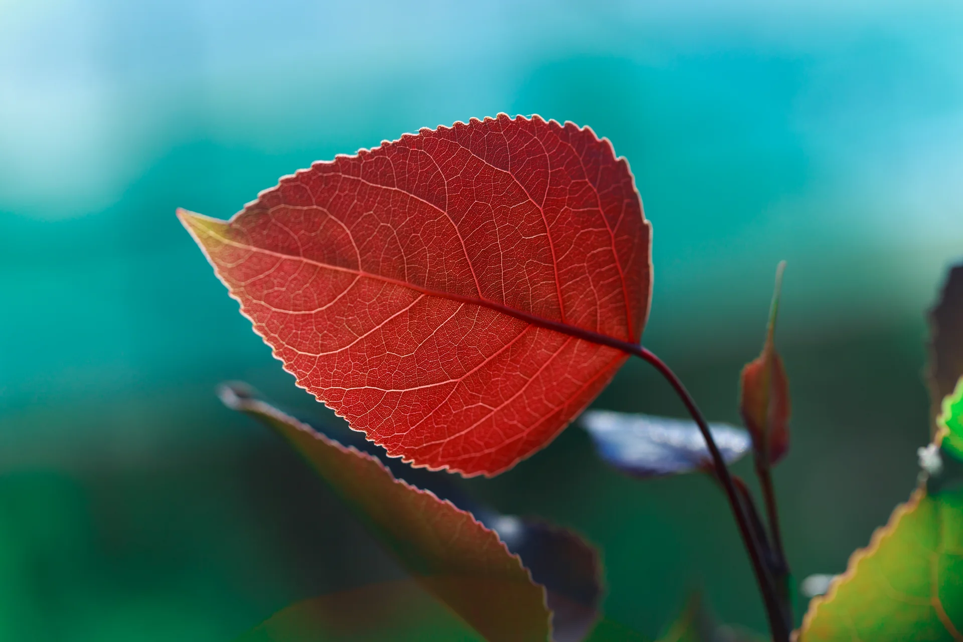 Autumn Bright Leaf Blue Background. Nature wallpaper. 5472×3648px. Free download for personal use.