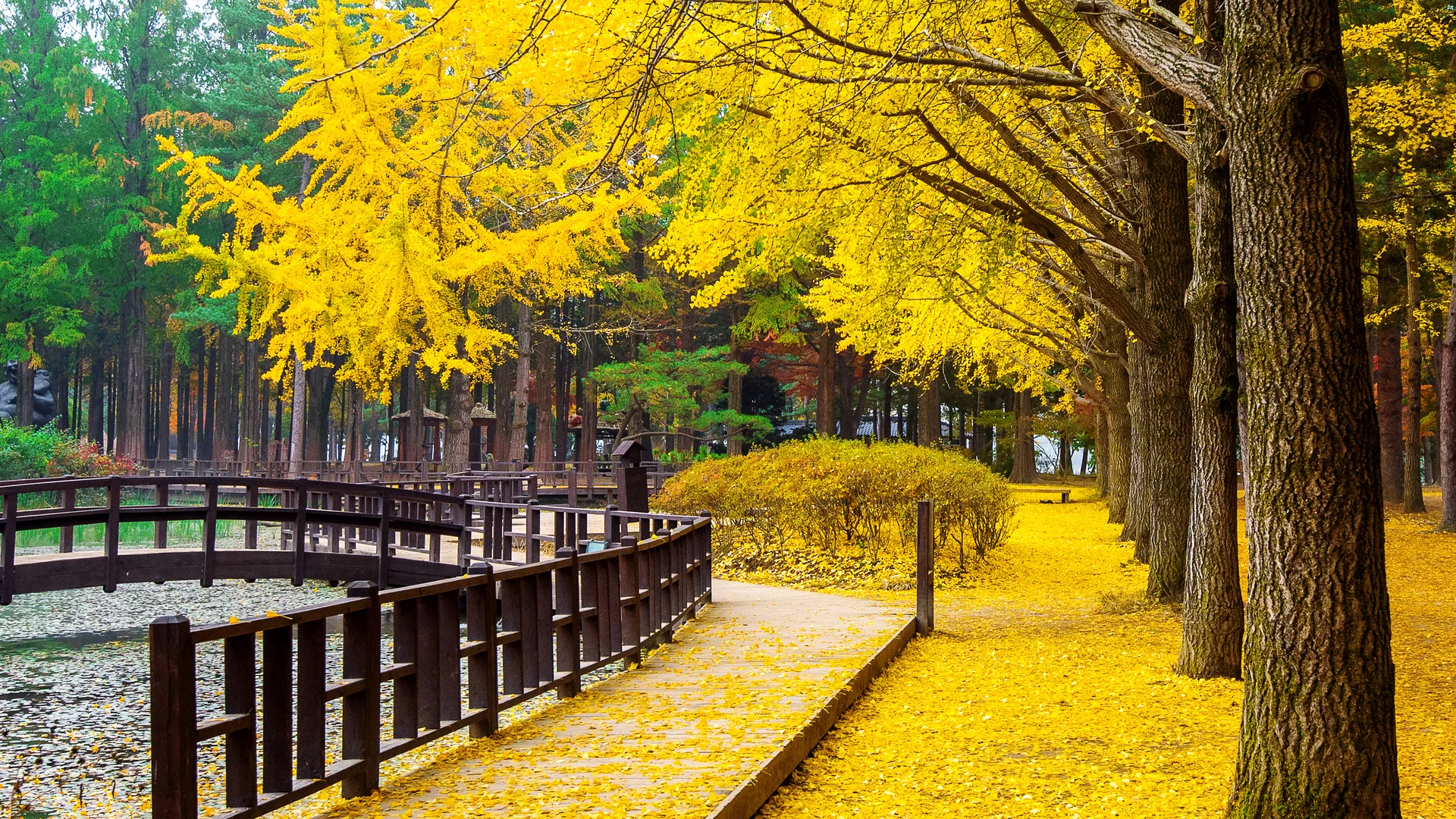 Autumn With Ginkgo Tree Nami Island Korea. Nature wallpaper. 4928×2773px. Free download for personal use.