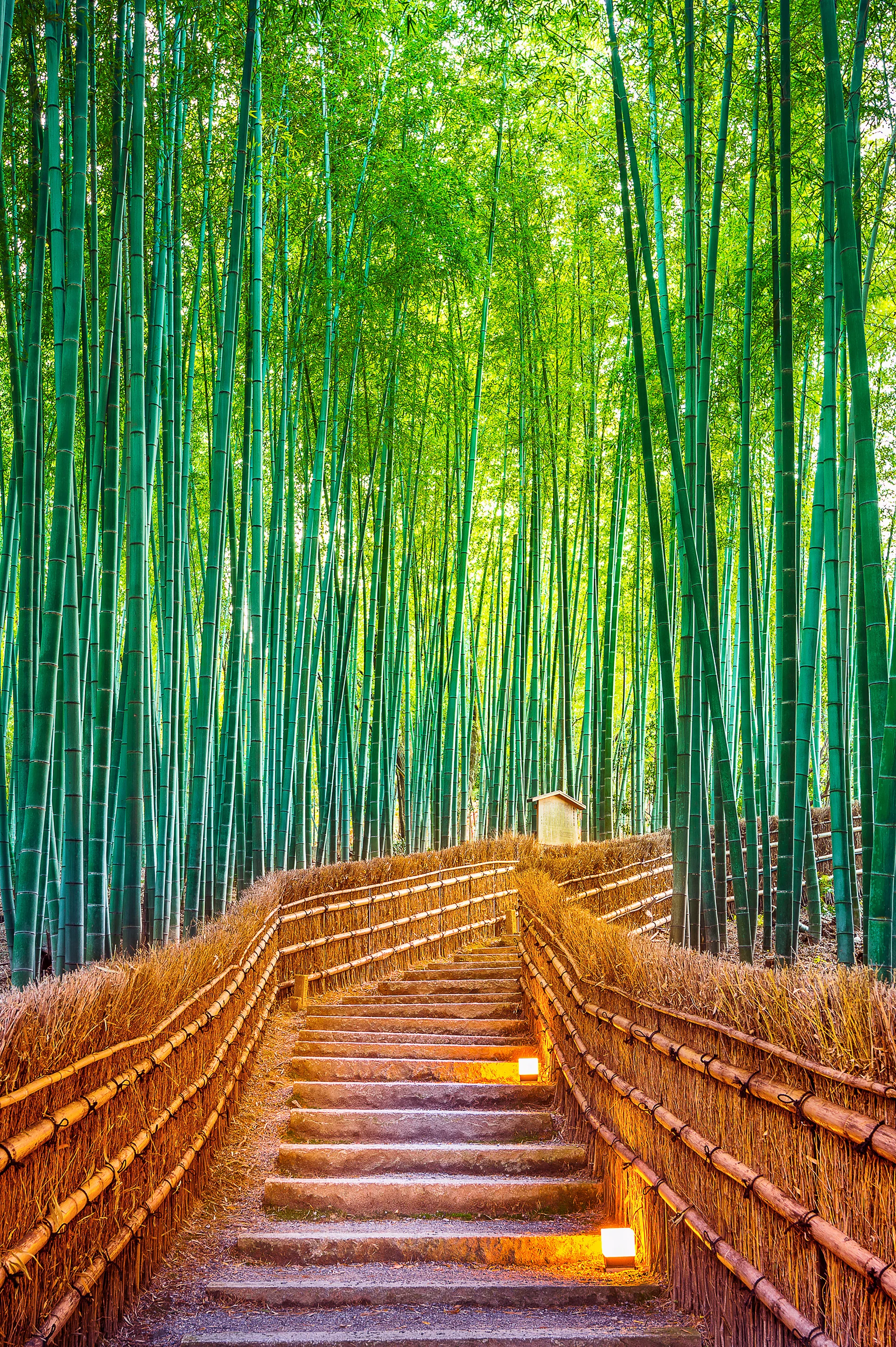 Bamboo Forest Kyoto Japan. Nature wallpaper. 3280×4928px. Free download for personal use.