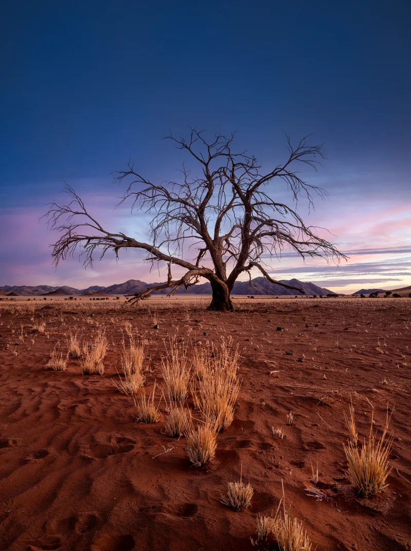 Bare Tree Field Against Sky Sunset