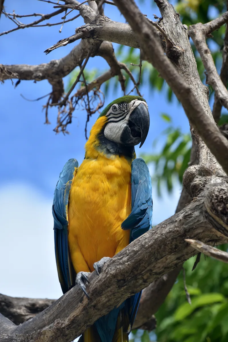 Beautiful Blue Gold Macaw Bird Perched Tree