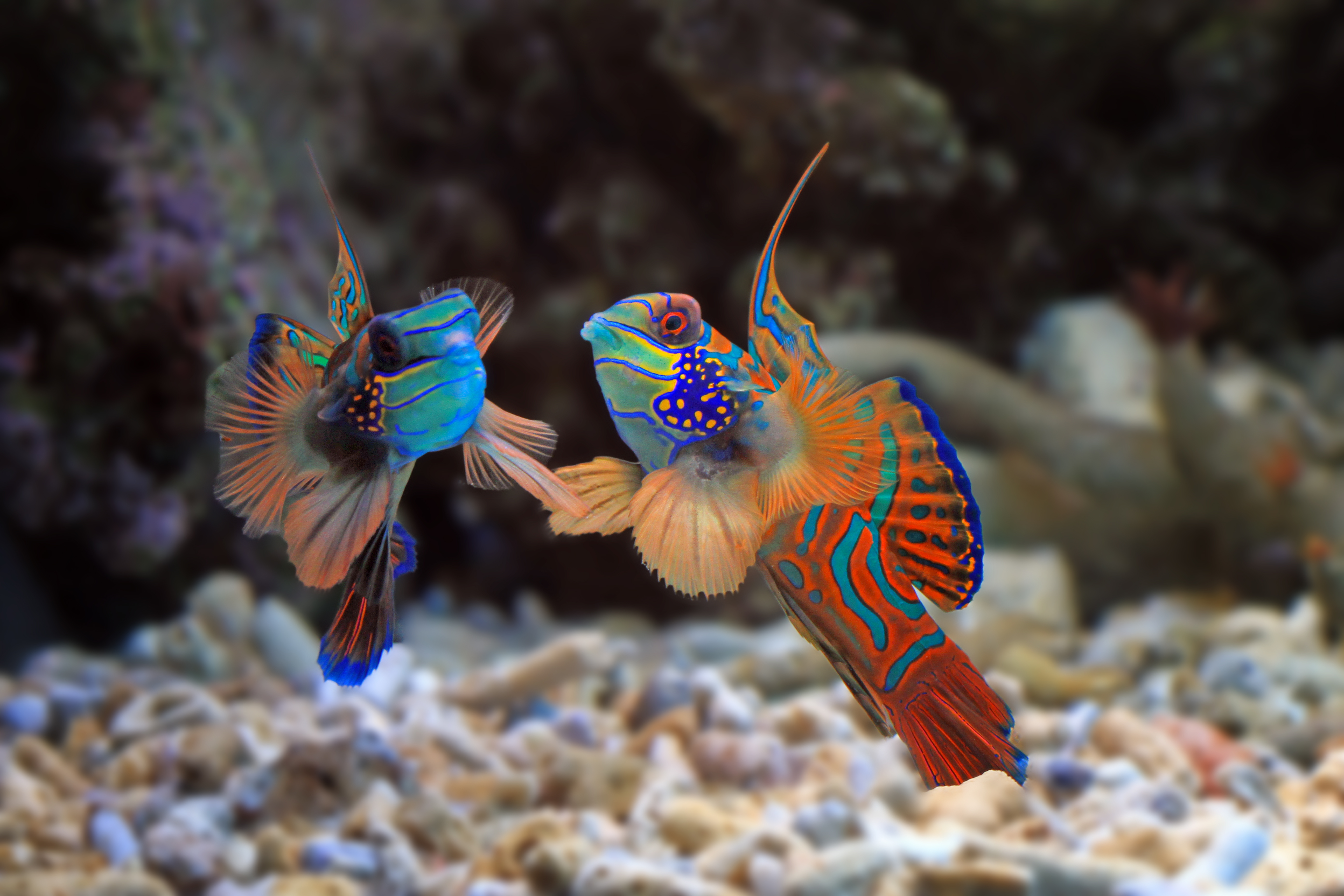 Beautiful Color Mandarin Fish Colorfull Mandarin Fish Mandarin Fish Closeup Mandarinfish Manda