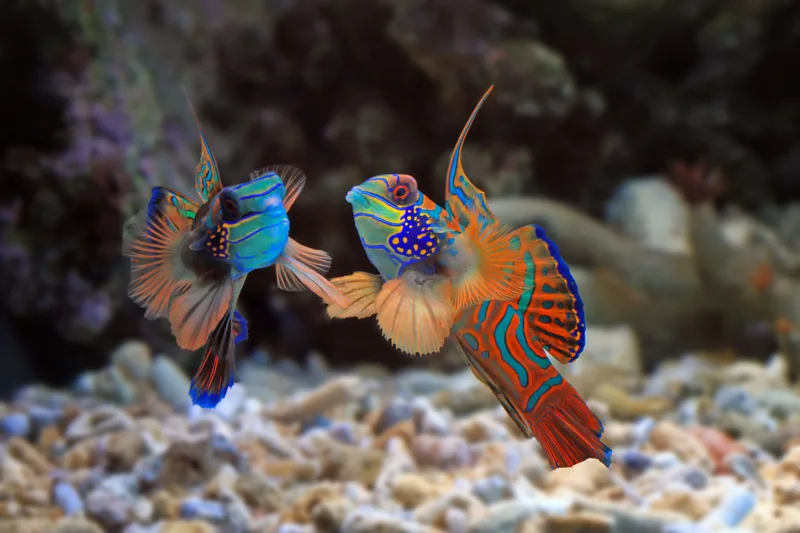 Beautiful Color Mandarin Fish Colorfull Mandarin Fish Mandarin Fish Closeup Mandarinfish Manda