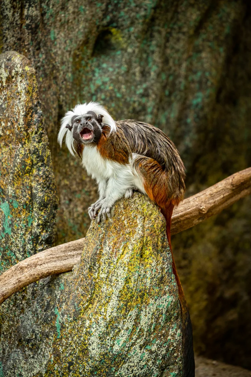 Beautiful Cute Tamarin Monkey Rock Saguinus Little Monkey Species