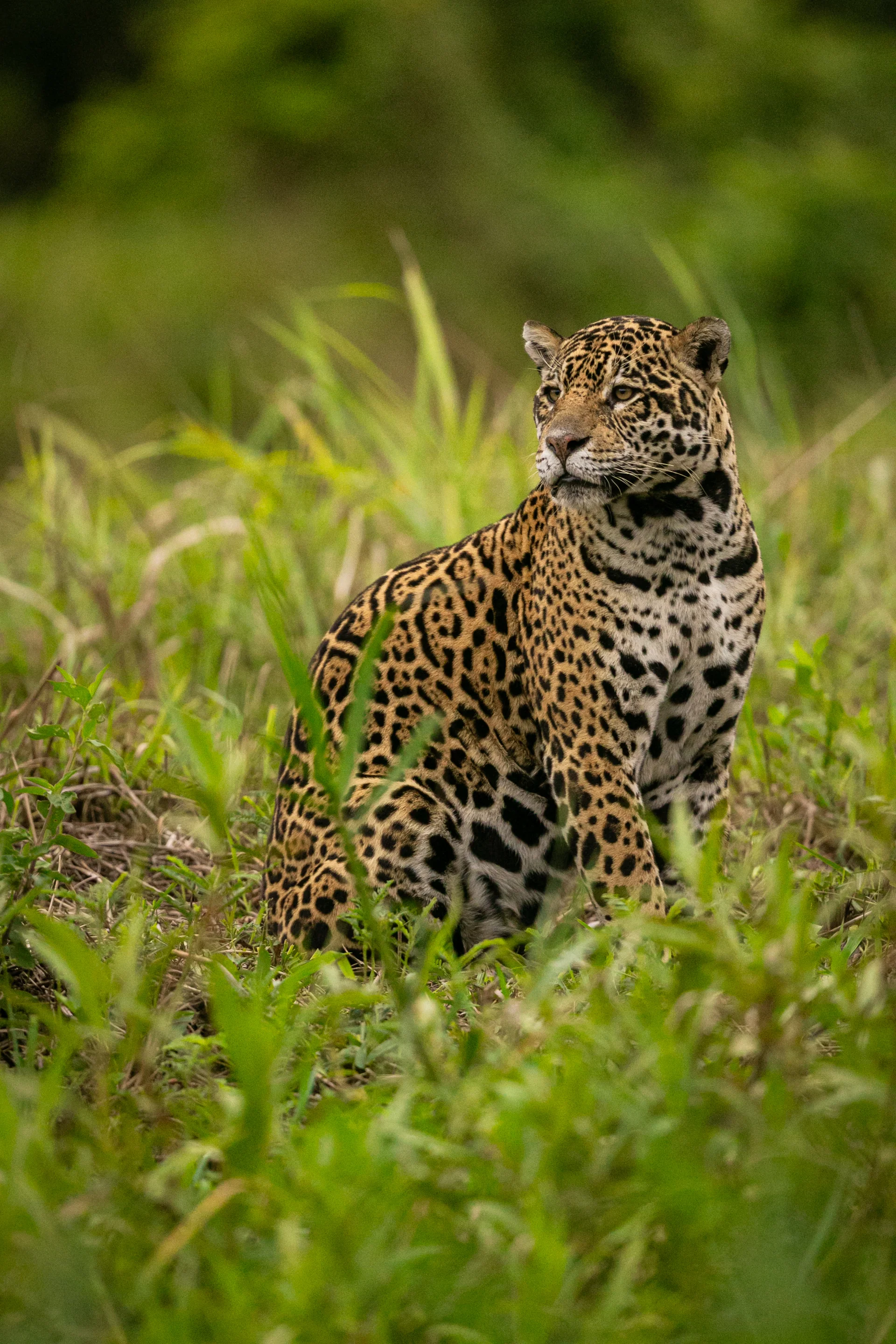 Beautiful Endangered American Jaguar Nature Habitat Panthera Onca Wild Brasil Brasilian Wildlife Pantanal Green Jungle Big…