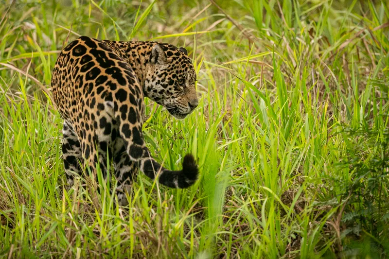 Beautiful Endangered American Jaguar Nature Habitat Panthera Onca Wild Brasil Brasilian Wildlife Pantanal Green Jungle Big Cats