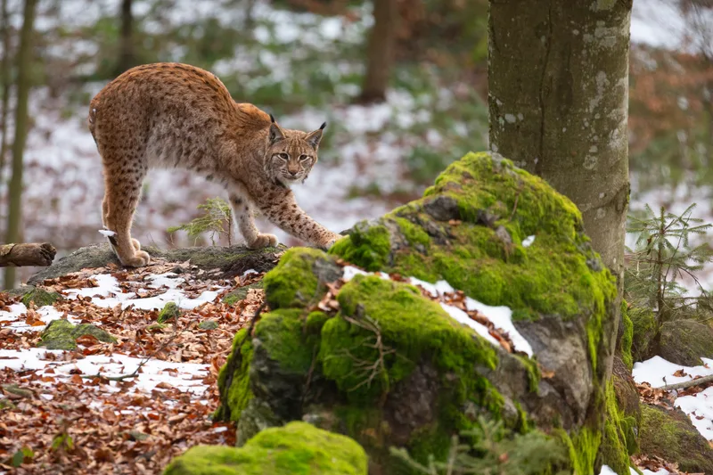 Beautiful Endangered Eurasian Lynx Nature Habitat Lynx Lynx
