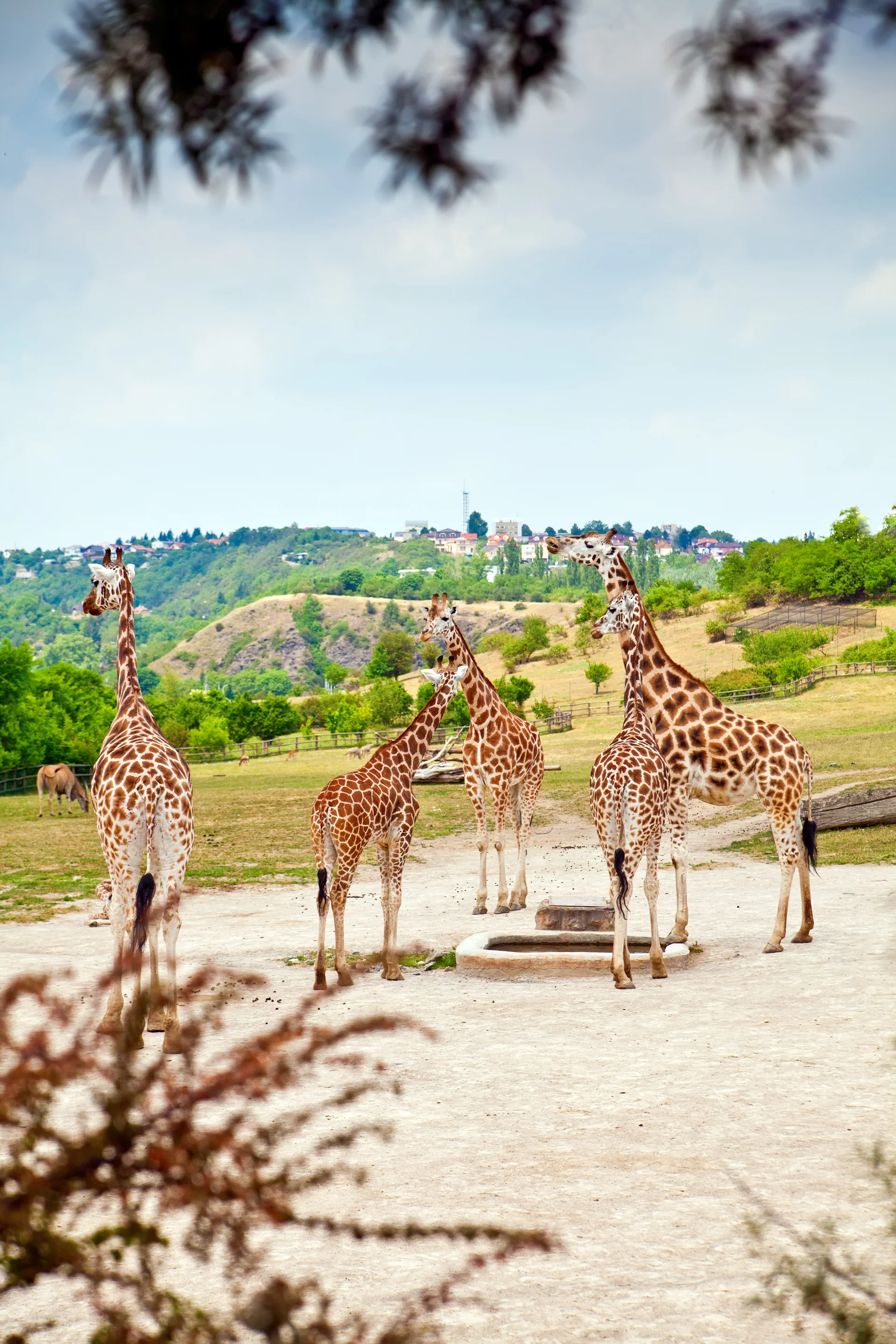 Beautiful Giraffes Natural Zoo. Uncategorized wallpaper. 3077×4616px. Free download for personal use.
