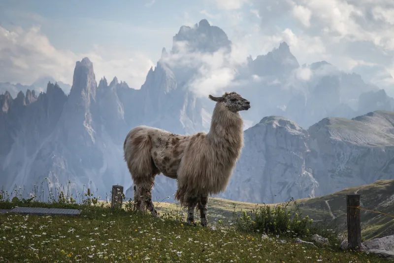 Beautiful Lama With Mountains Background