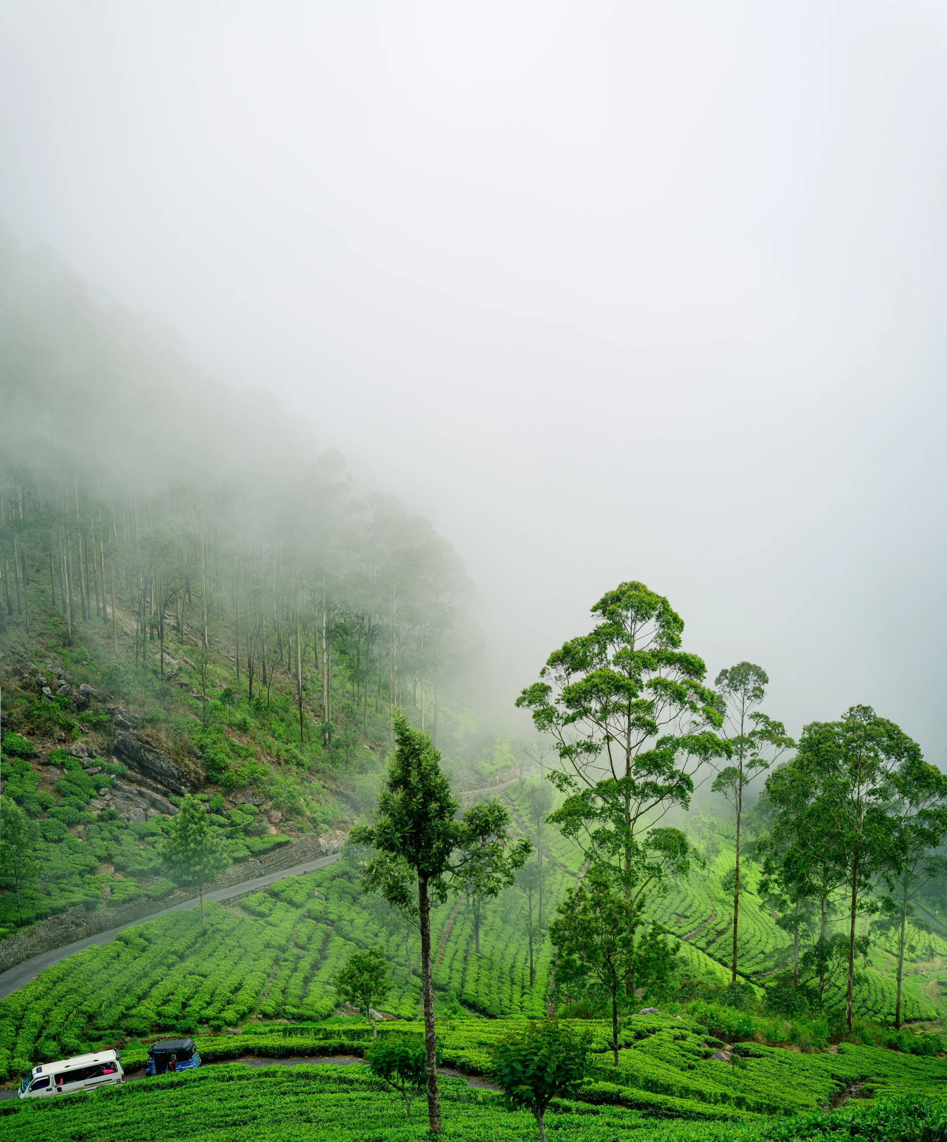 Beautiful Landscape View Haputale Tea Plants Roads Leading Lipton Seat Fog Covering Mountains Concept Paradise Island Sri …
