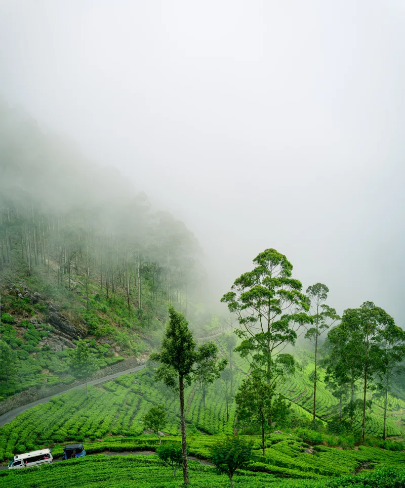 Beautiful Landscape View Haputale Tea Plants Roads Leading Lipton Seat Fog Covering Mountains Concept Paradise Island Sri Lanka