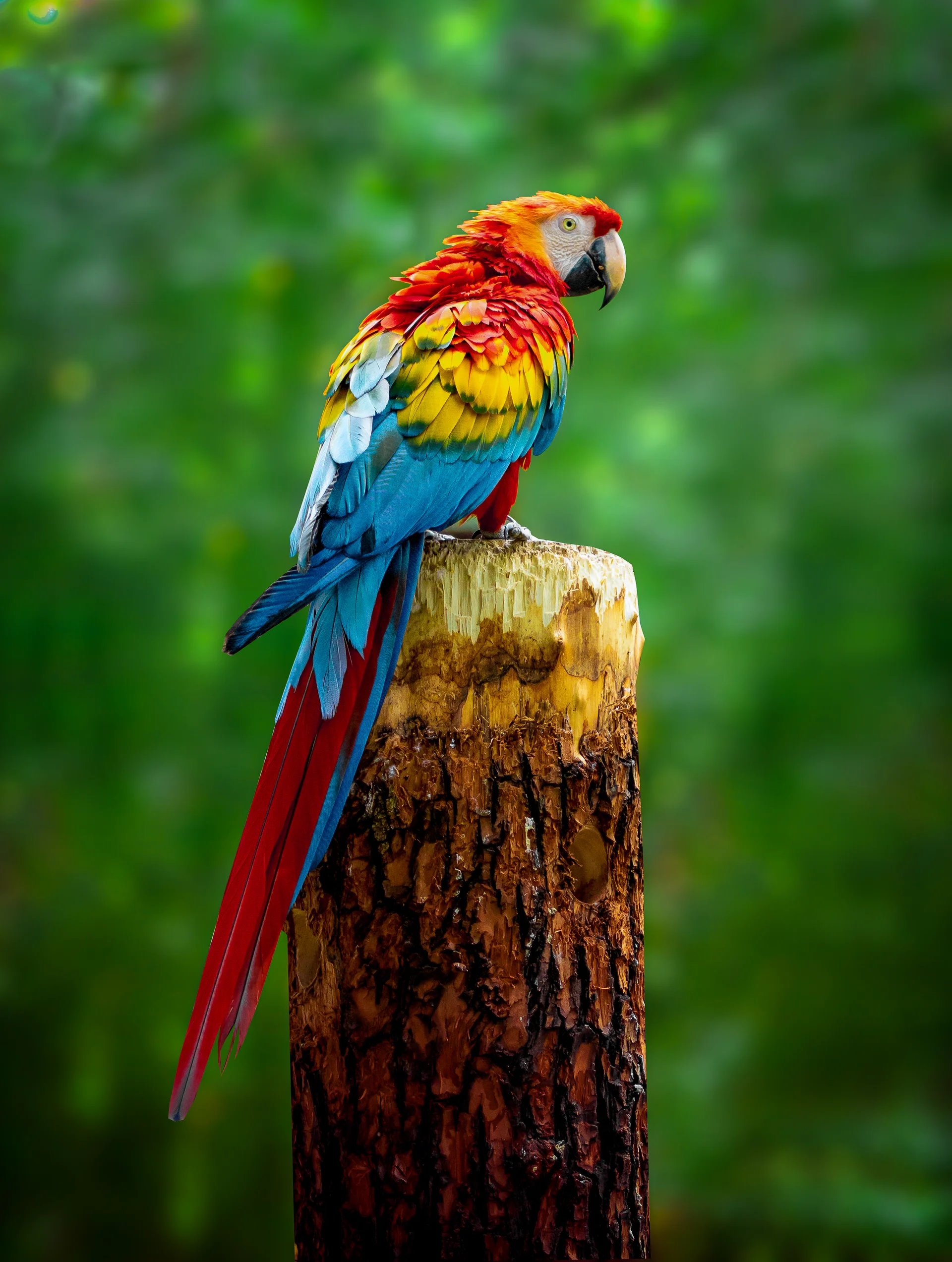 Beautiful Macaw Parrot Is Sitting Branch. Uncategorized wallpaper. 2684×3558px. Free download for personal use.