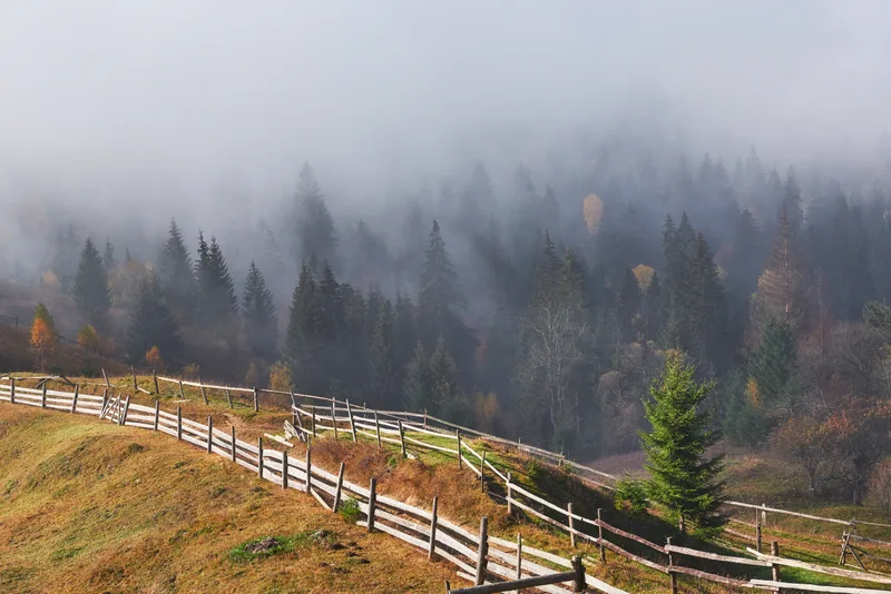 Beautiful Morning Fog Sunbeams Mountain Slope Autumn Pine Forest