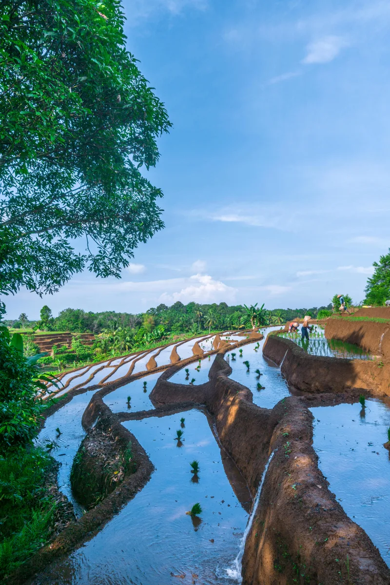 Beautiful Morning View Indonesia Panorama Landscape Paddy Fields With Beauty Color Sky Natural Light