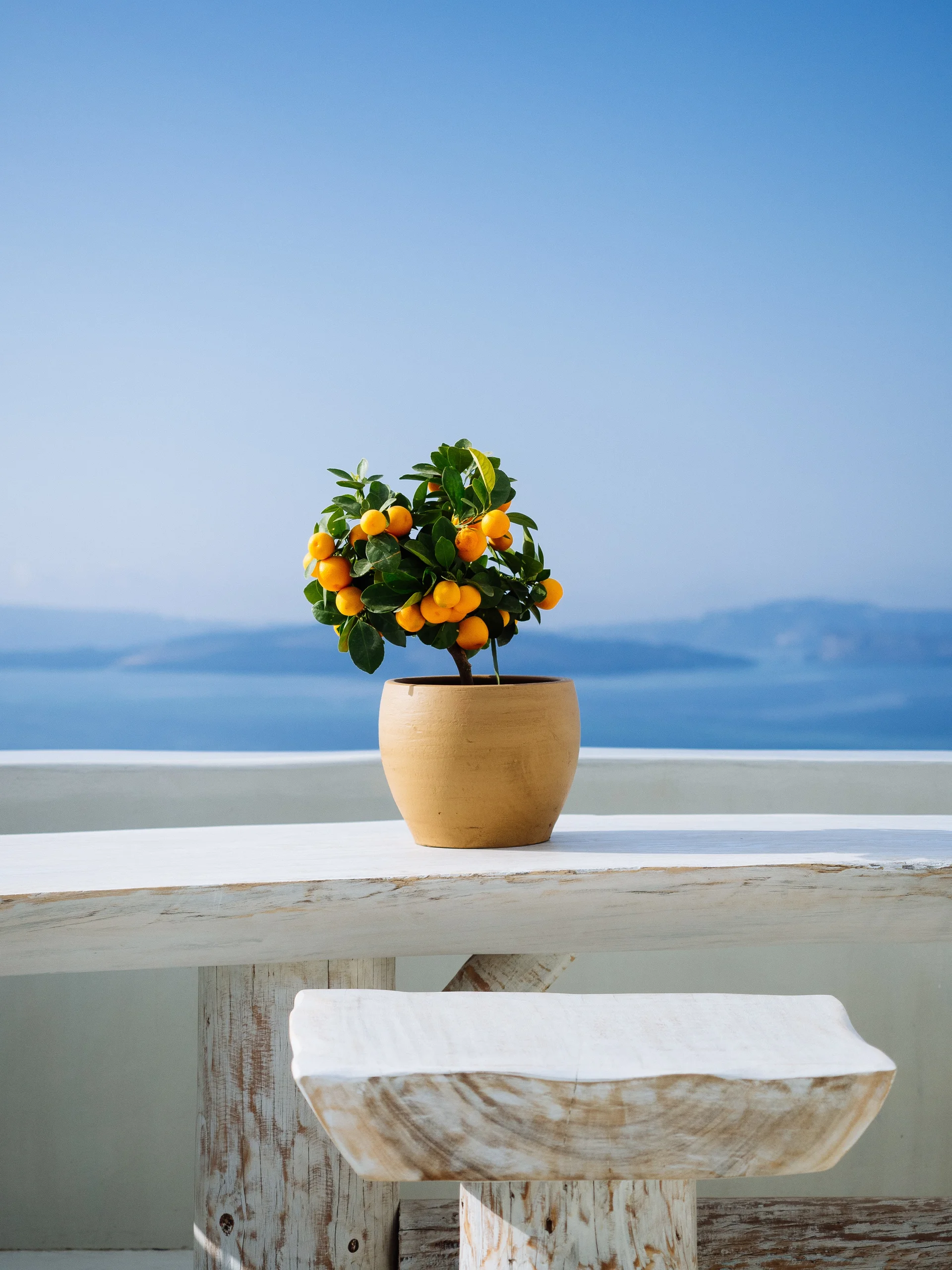 Beautiful Orange Plant Pot White Stone Balcony Greek Island. Uncategorized wallpaper. 3398×4531px. Free download for perso…