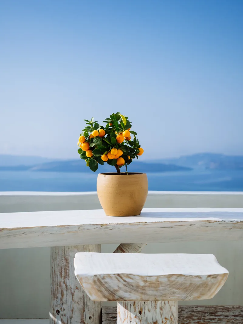 Beautiful Orange Plant Pot White Stone Balcony Greek Island