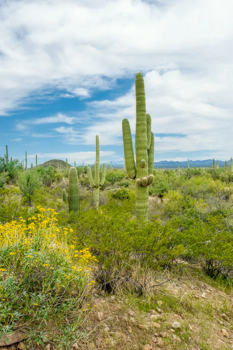 Beautiful Scenery Different Cacti Wildflowers Sonoran Desert Outside Tucson Arizona