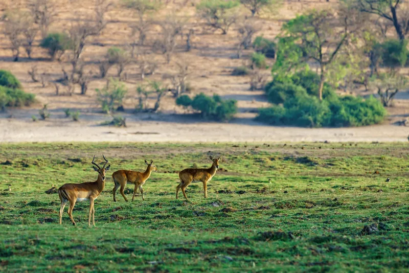 Beautiful Shot Deer Standing Grassy Field With Blurred Natural