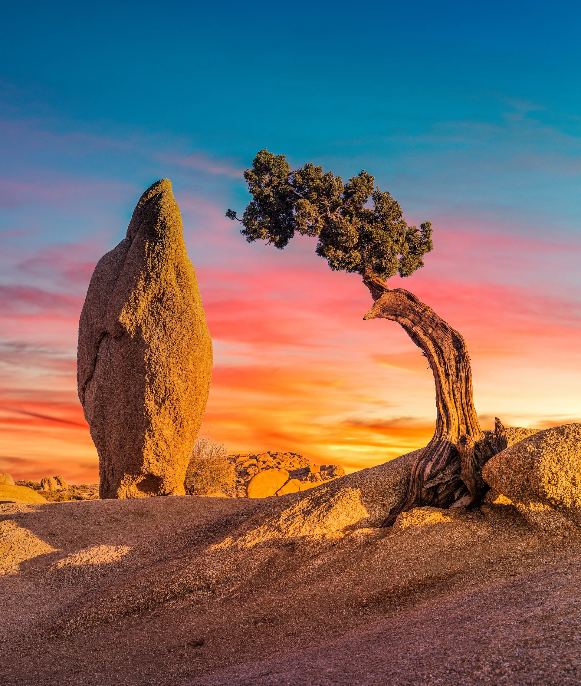 Beautiful Shot Deserted Area With Boulder Rock Isolated Sabal Palmetto Tree. Nature wallpaper. 5504×6496px. Free download …