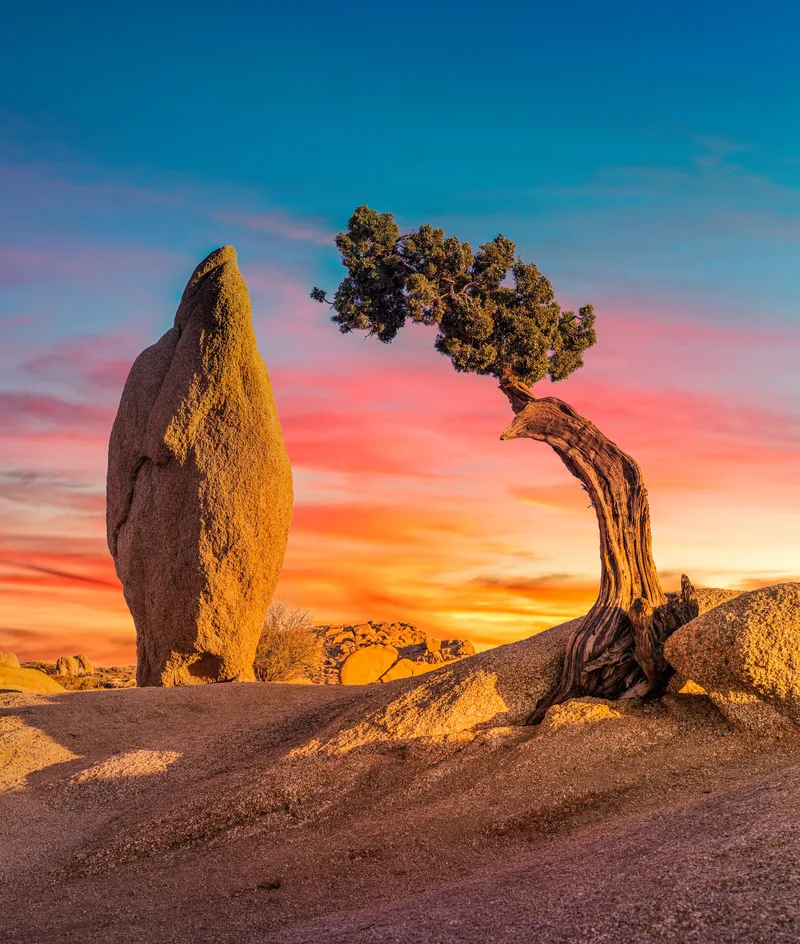 Beautiful Shot Deserted Area With Boulder Rock Isolated Sabal Palmetto Tree