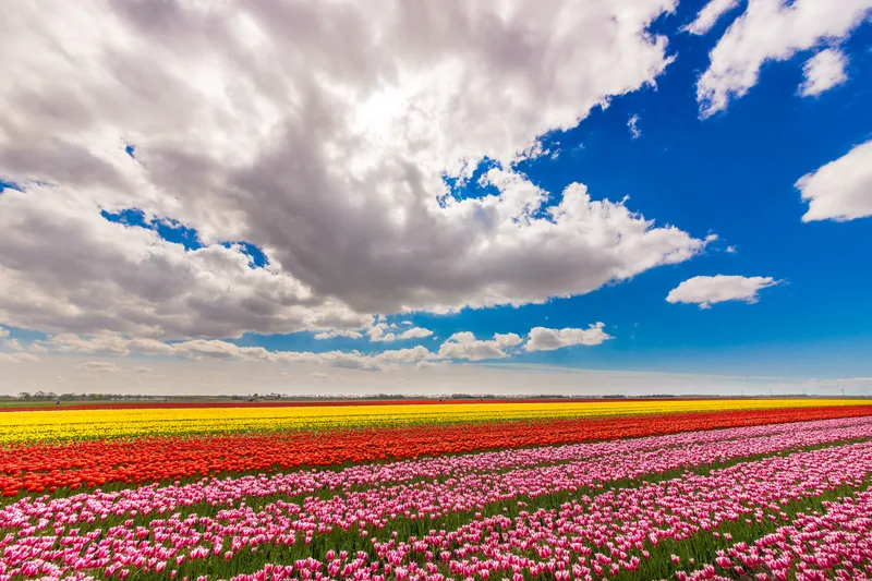 Beautiful Shot Field With Different Color Flowers Blue Cloudy Sky