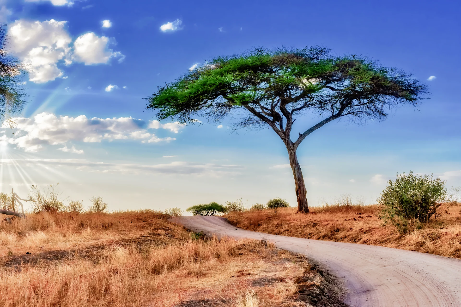 Beautiful Shot Tree Savanna Plains With Blue Sky. Nature wallpaper. 6016×4016px. Free download for personal use.