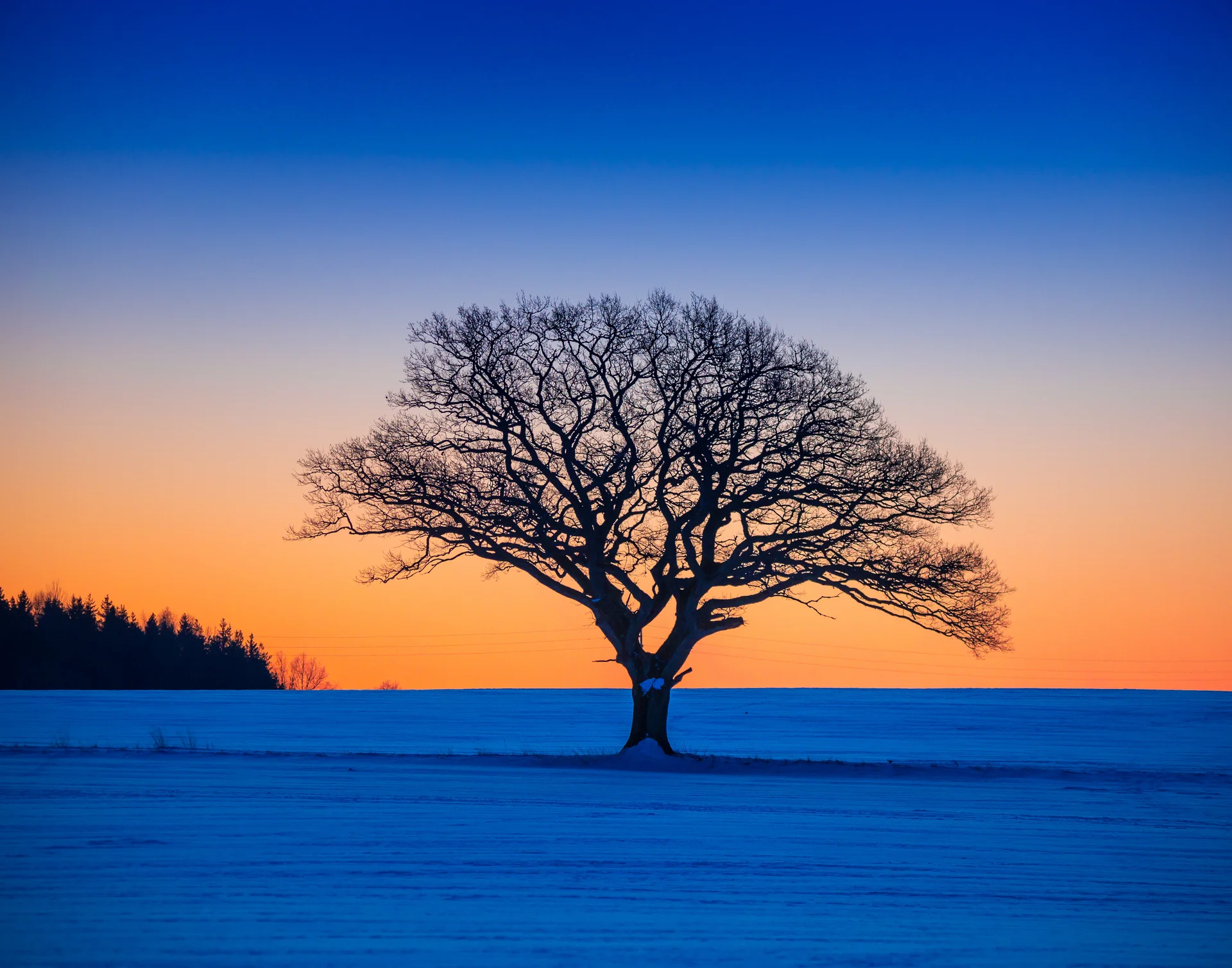 Beautiful Snowy Sunrise Scenery With Trees Local Rural Area. Nature wallpaper. 4604×3618px. Free download for personal use.