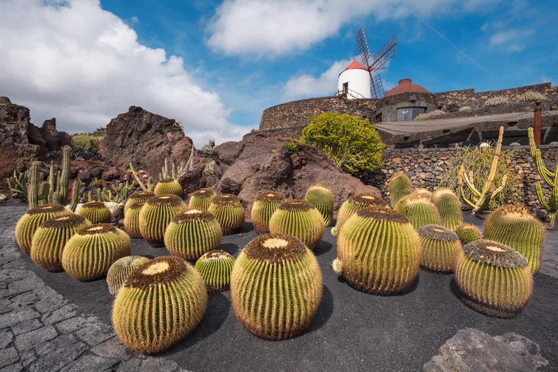 Beautiful Tropical Cactus Garden Guatiza Lanzarote Canary Islands Spain