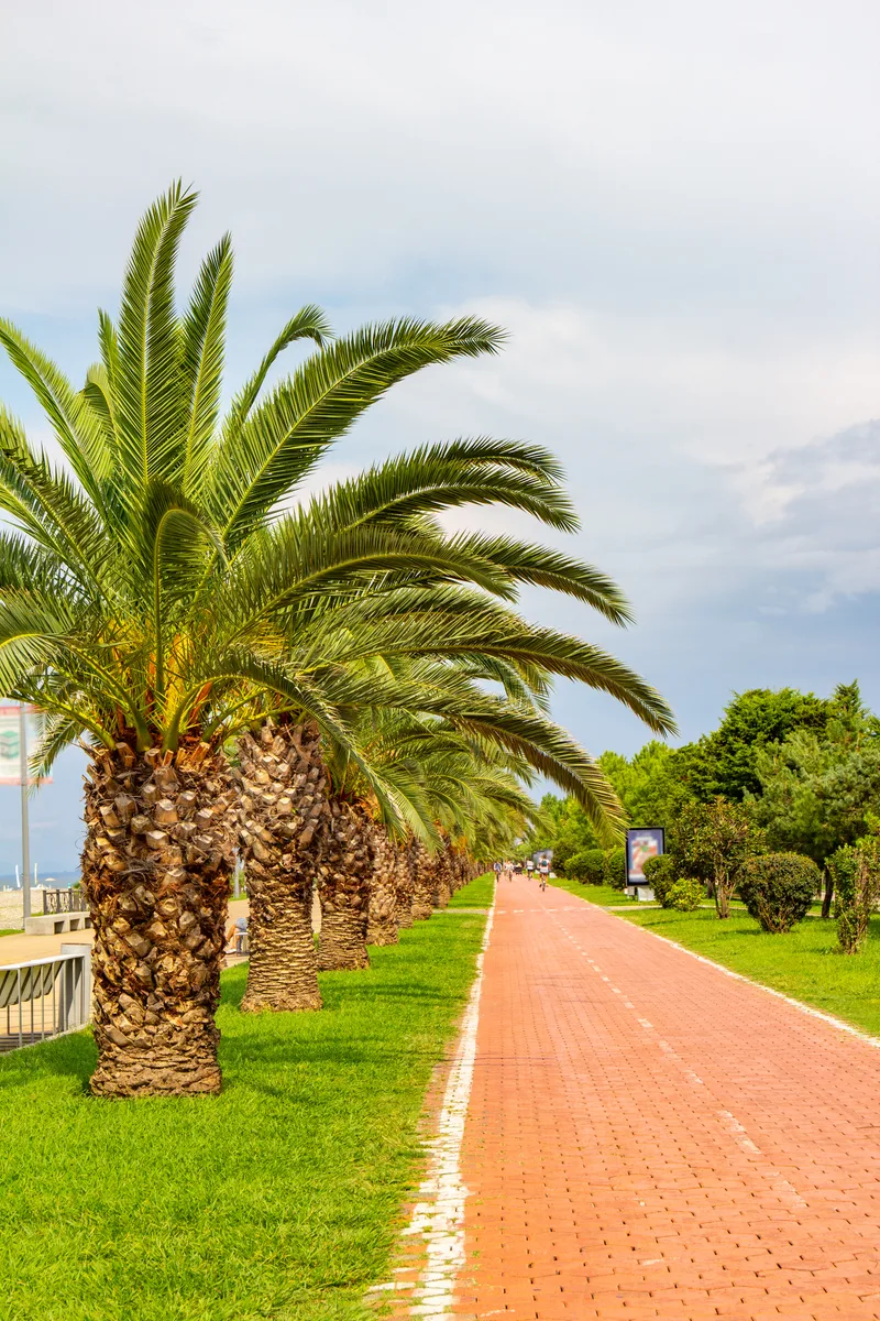 Beautiful View Bicycle Path Traffic Along Embankment New Boulevard Batumi Near Singing Fountains Batumi Park With Palm Trees Near Promenade Batumi Black Sea Georgia
