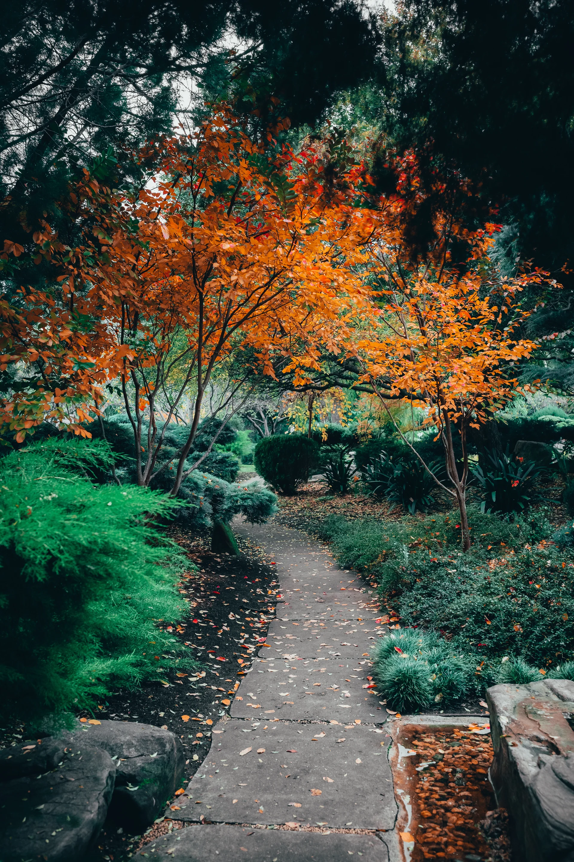 Beautiful View Mesmerizing Nature Traditional Styled Japanese Adelaide Himeji Gardens. Uncategorized wallpaper. 3651×5477p…