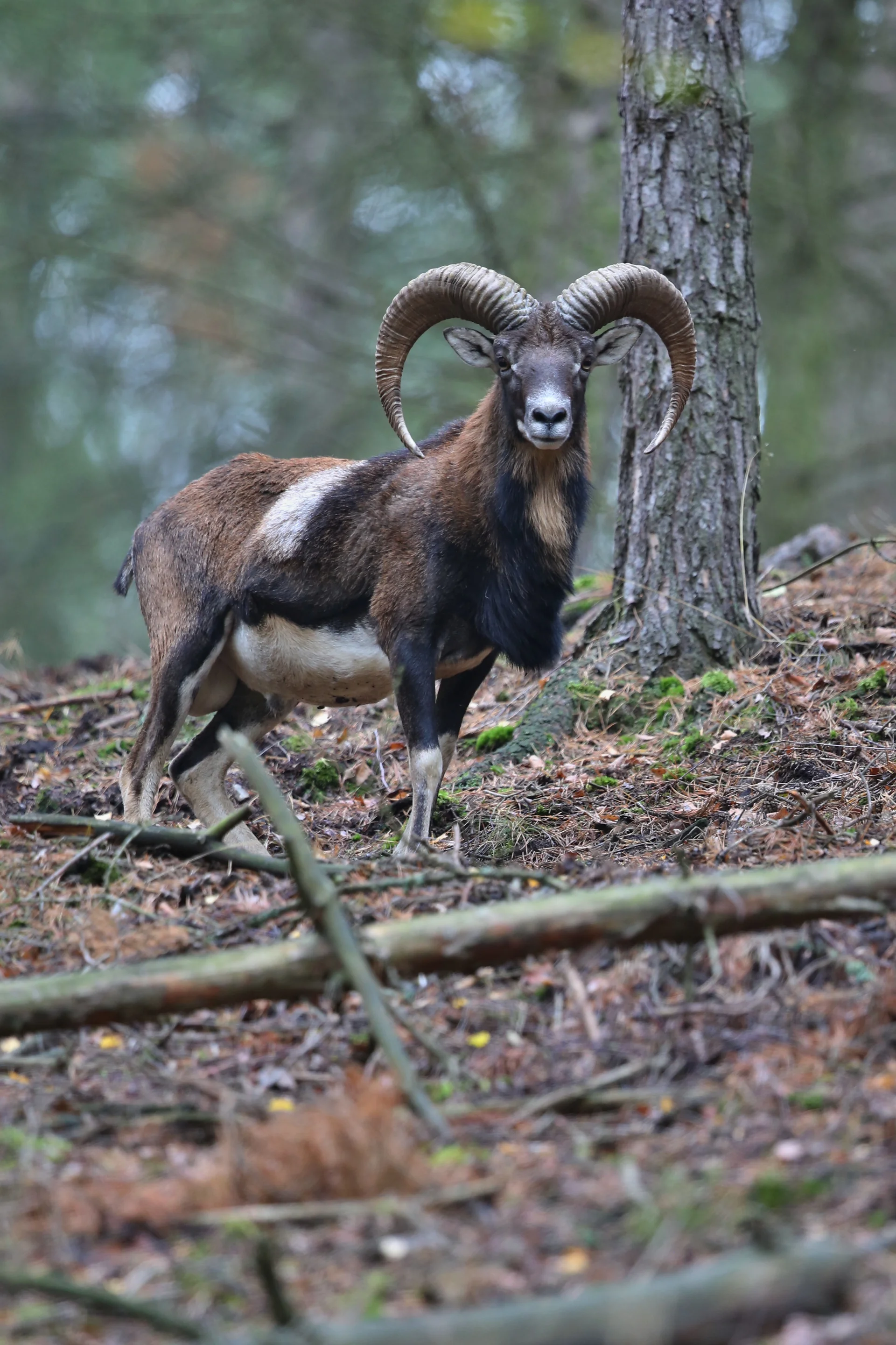 Big European Moufflon Forest Wild Animal Nature Habitat Czech Republic. Nature wallpaper. 2902×4353px. Free download for p…