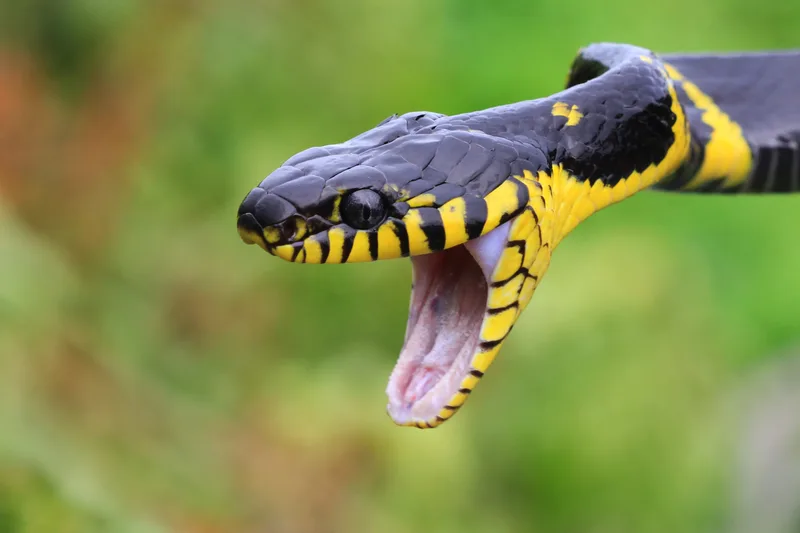 Boiga Snake Ready Attack