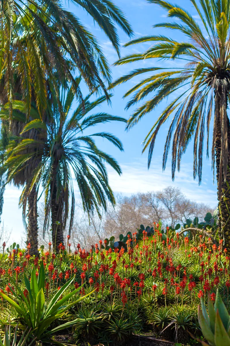 Botanical Garden Hot Climate Heat Resistant Plants Trees