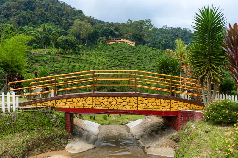 Bridge Mountain River Cameron Tea Valley Wildlife Beauty Malaysia