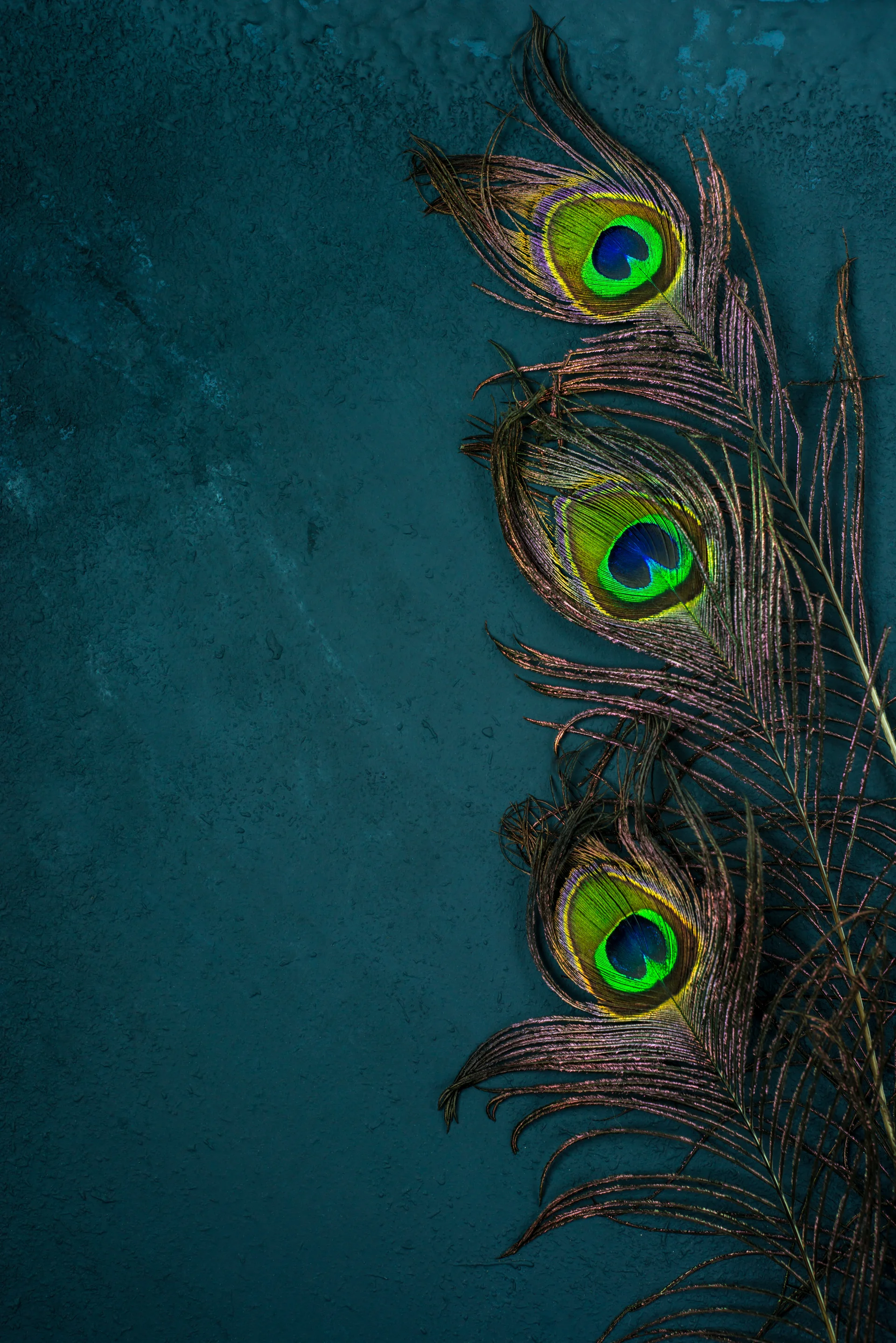 Bright Multicolored Peacock Feathers Dark. Uncategorized wallpaper. 3337×5000px. Free download for personal use.