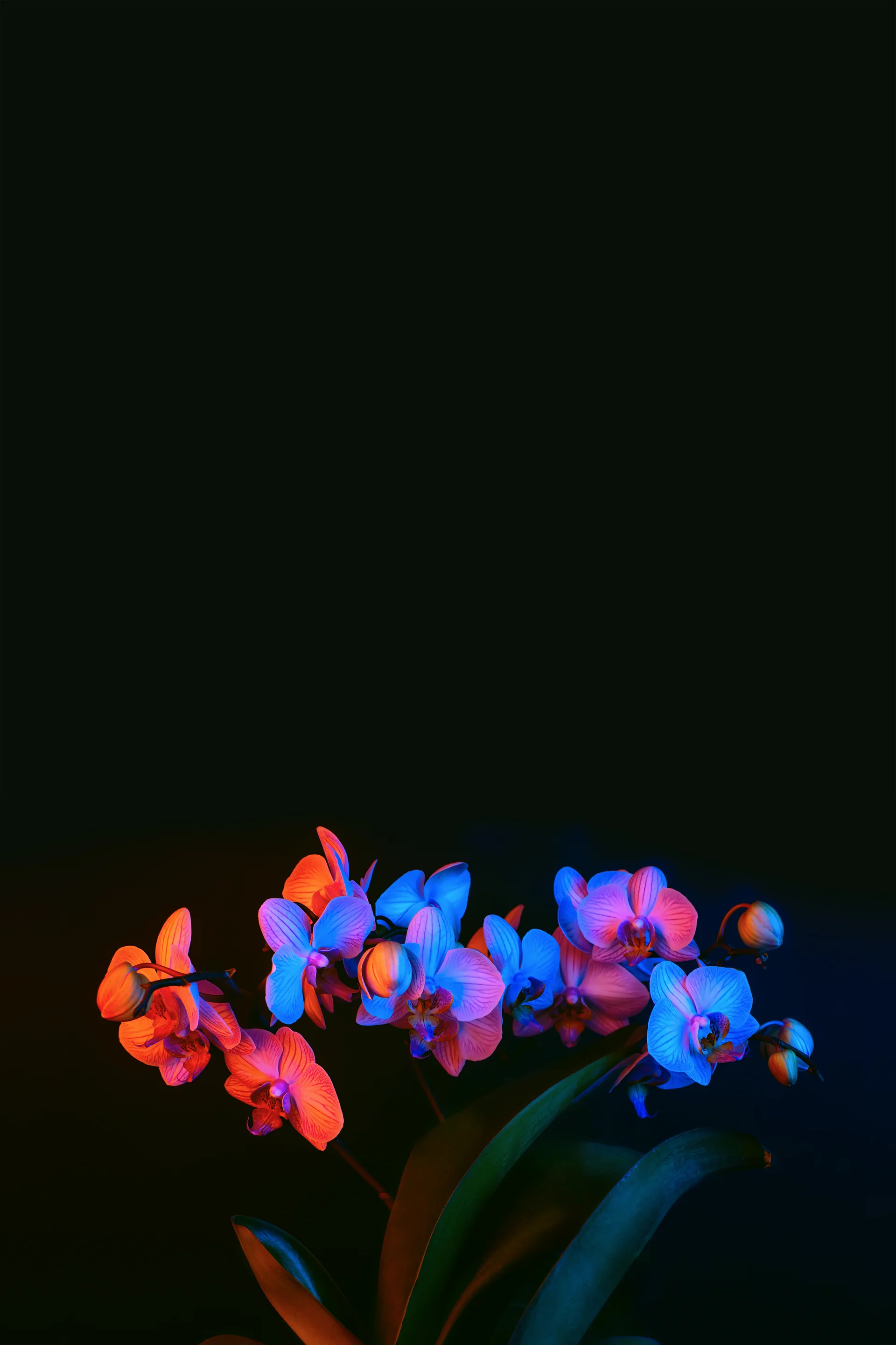 Bright Orchid Flowers Illuminated By Neon Light Dark Background. Dark wallpaper. 4000×6000px. Free download for personal use.