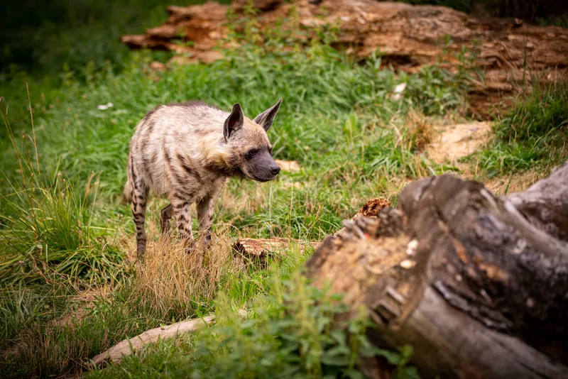 Brown Hyena Walking Nature Looking Habitat Zoo Wild Animals Captivity Beautiful Canine Carnivore Hyaena Brunnea