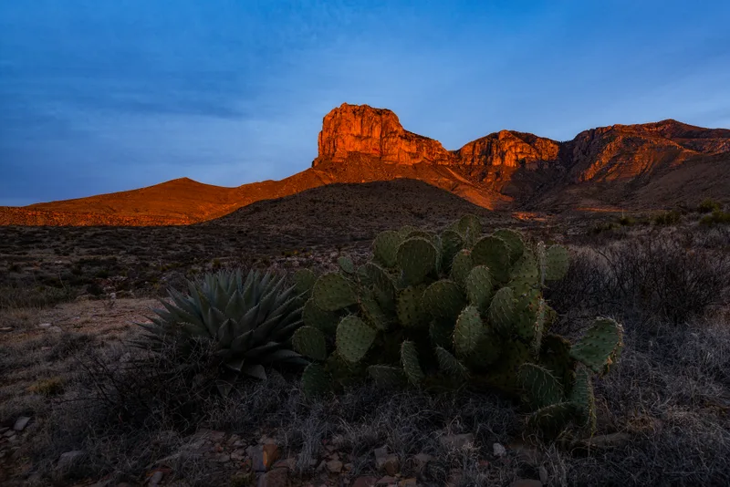 Cactus Growing Rock Desert Against Sky Guadalupe Mountain National Park Texas