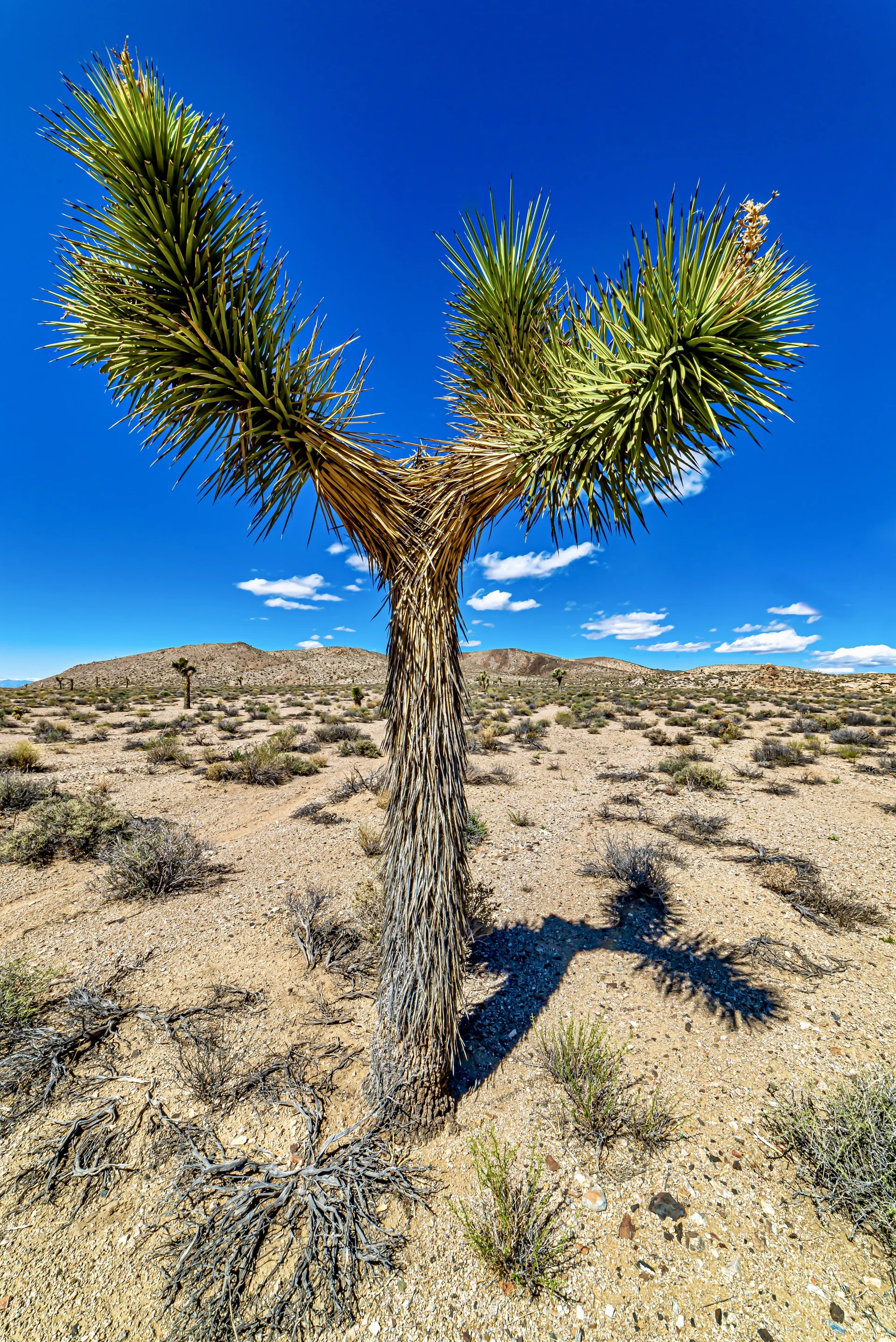 Cactus. Uncategorized wallpaper. 4016×6016px. Free download for personal use.