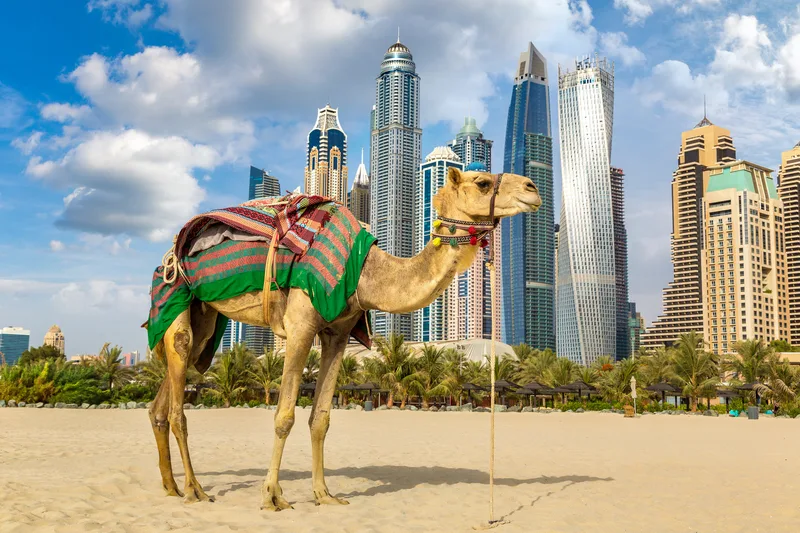 Camel Front Dubai Marina