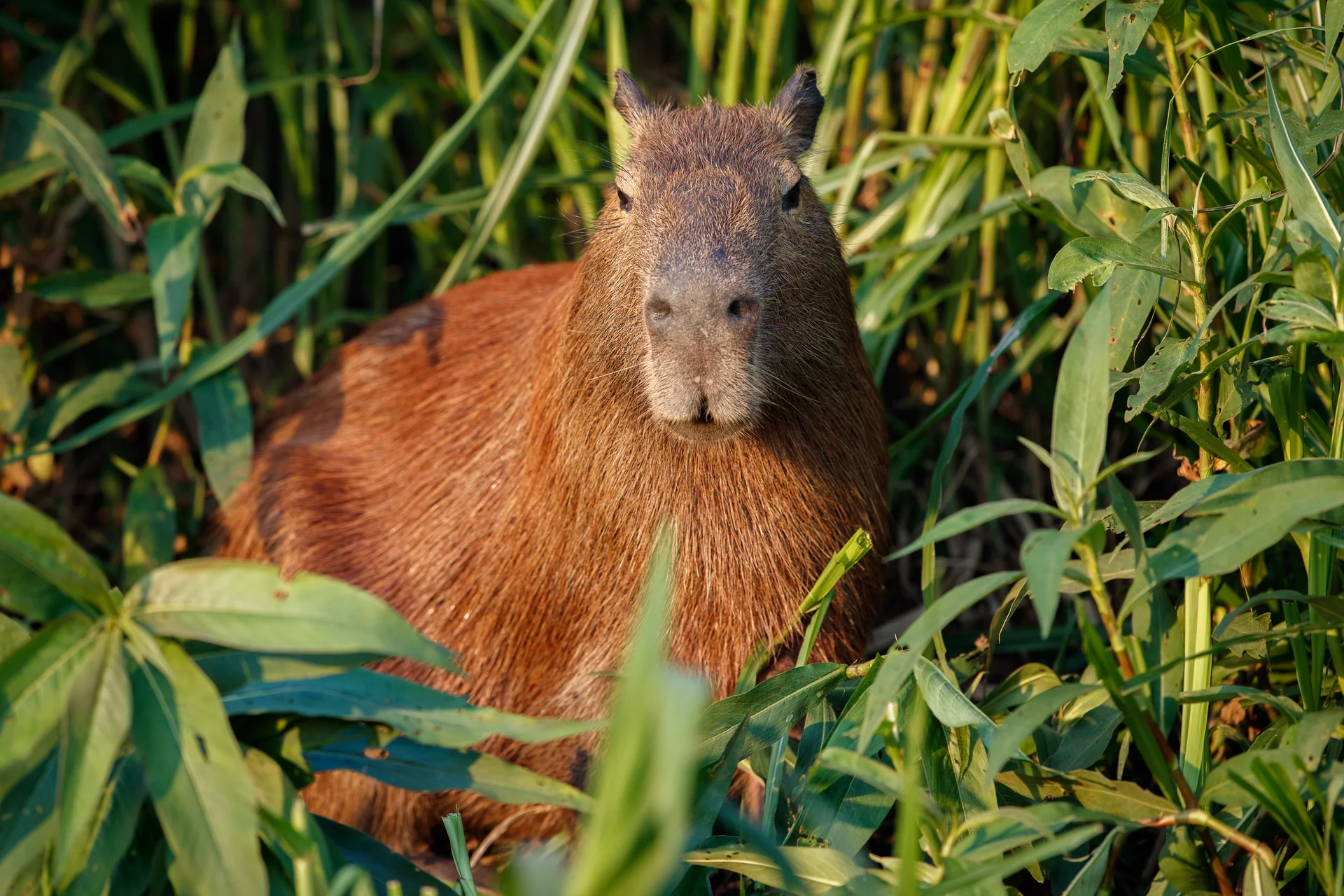 Capybara Nature Habitat Northern Pantanal. Uncategorized wallpaper. 4530×3020px. Free download for personal use.