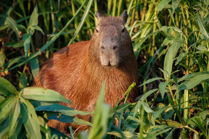 Capybara Nature Habitat Northern Pantanal