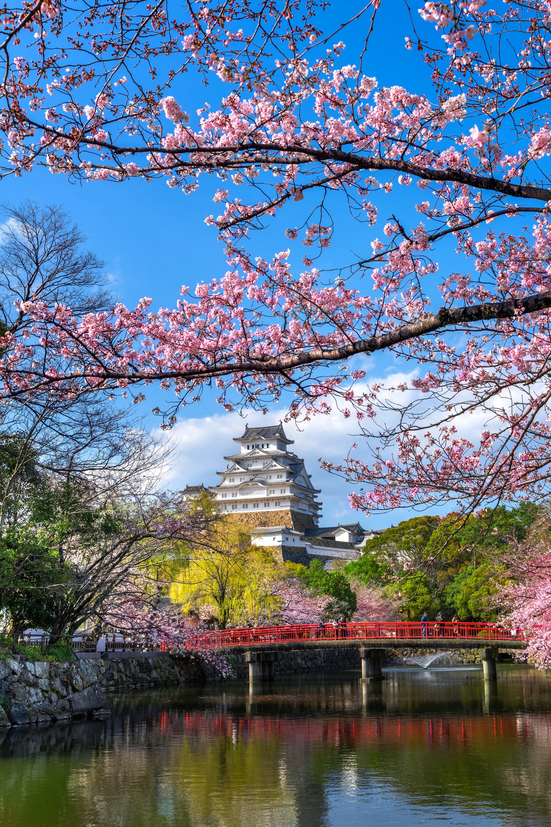 Cherry Blossoms Castle Himeji Japan. Uncategorized wallpaper. 4000×6000px. Free download for personal use.