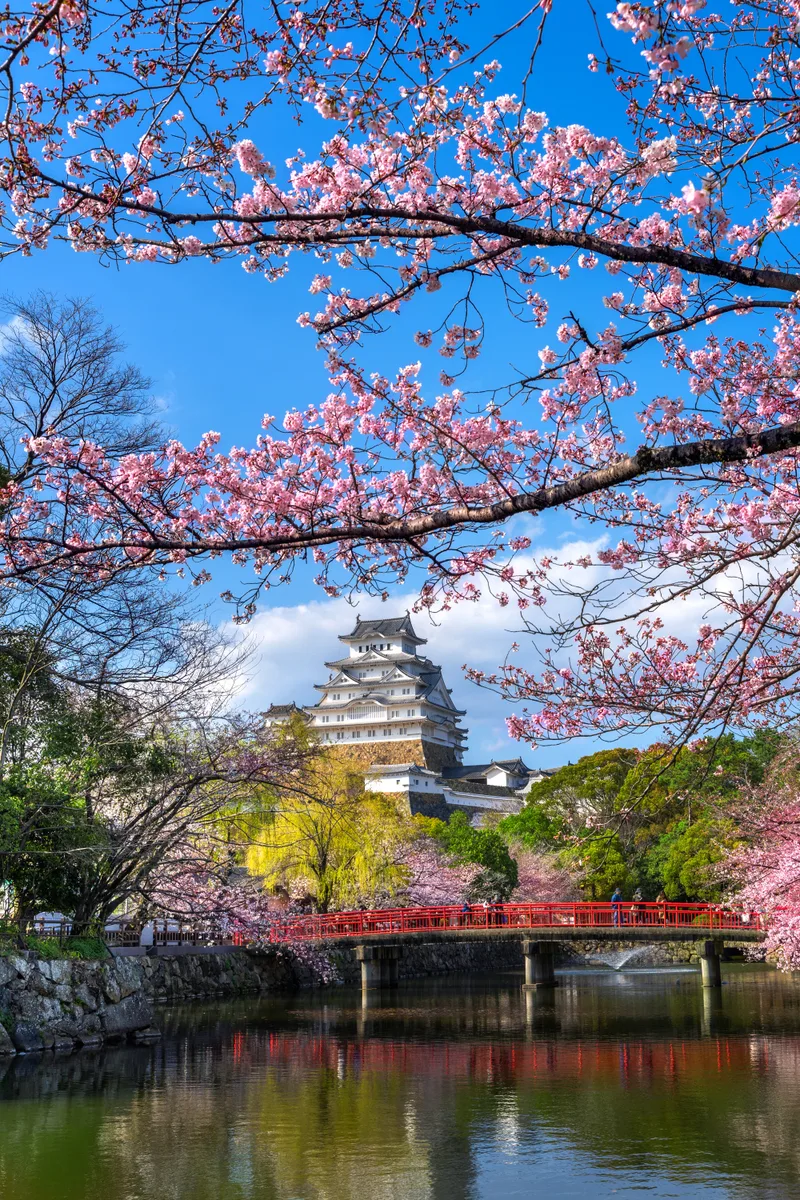 Cherry Blossoms Castle Himeji Japan